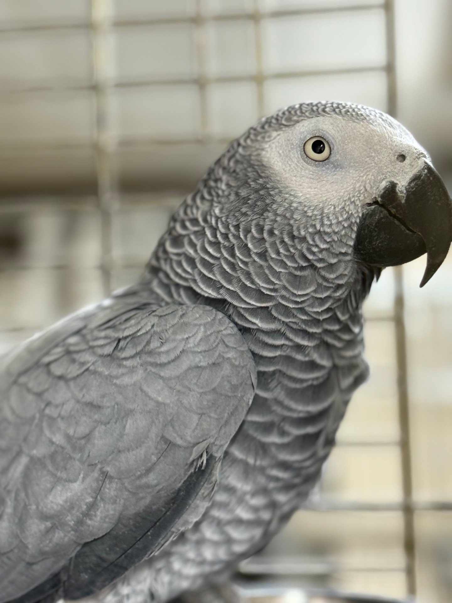 Самка попугая Жако окольцована