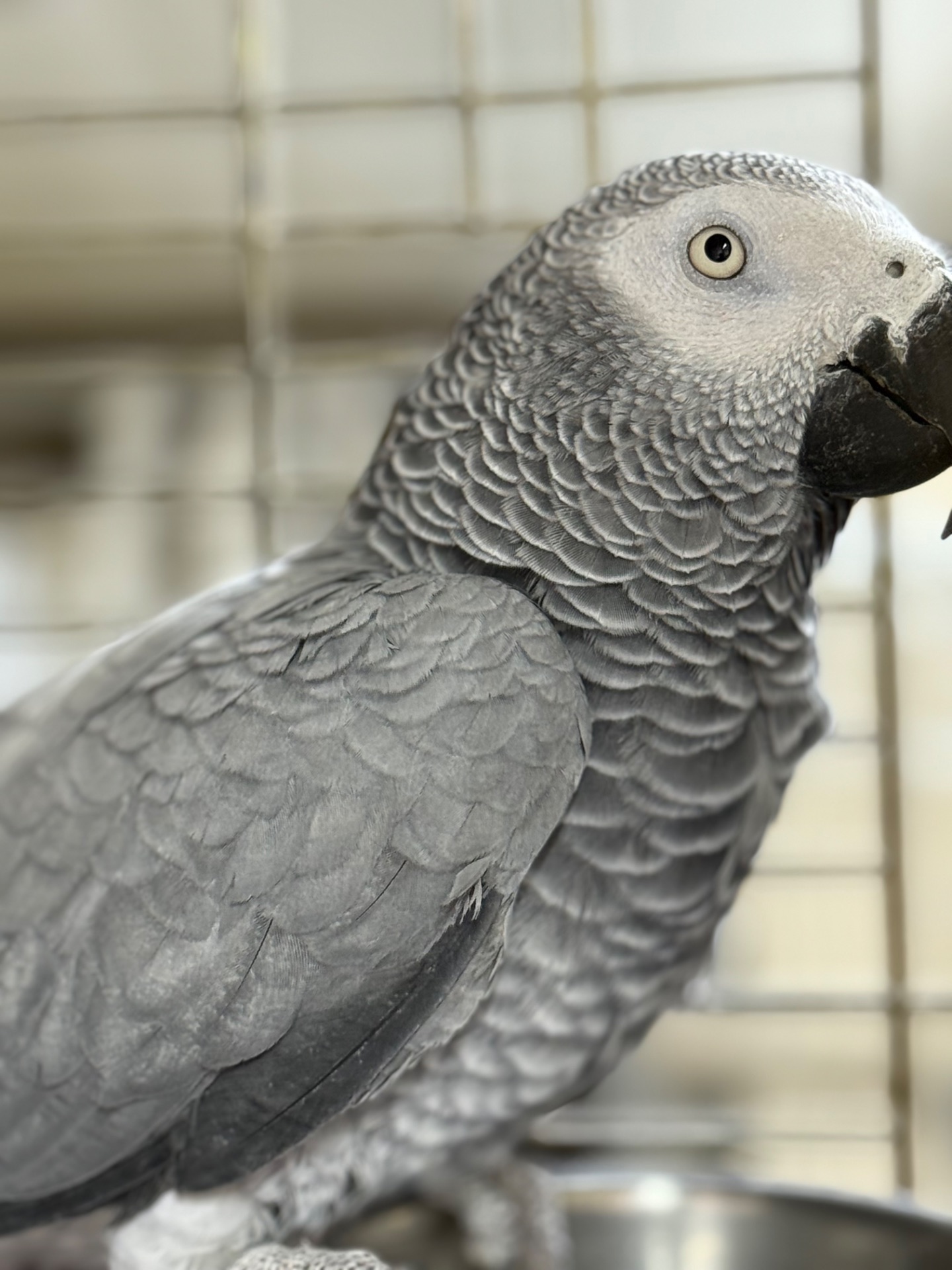 Самка попугая Жако окольцована