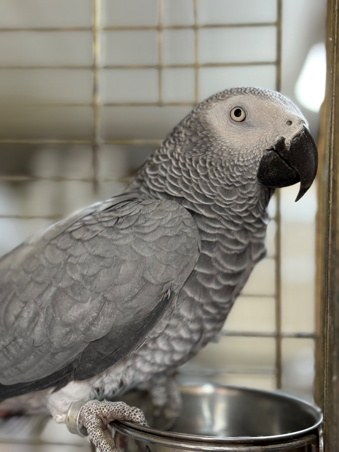 Самка попугая Жако окольцована