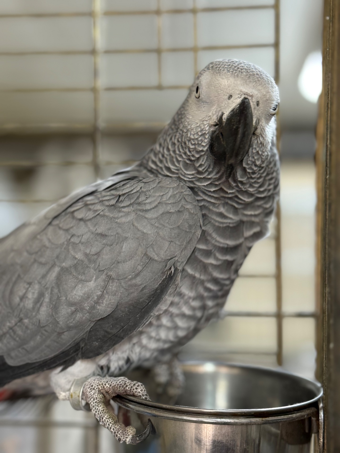 Самка попугая Жако окольцована