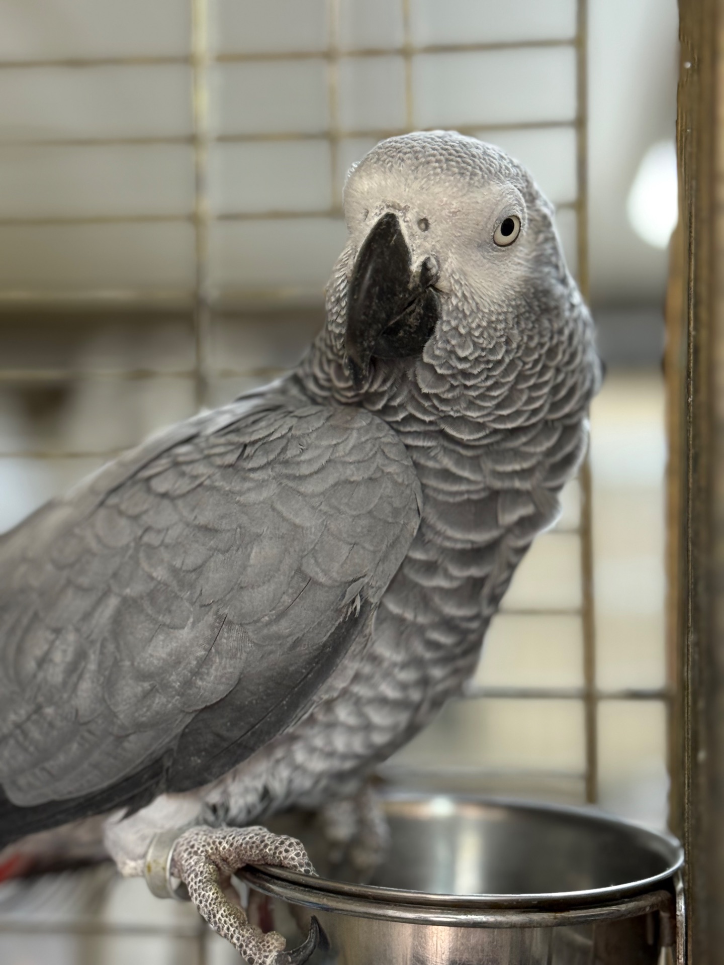 Самка попугая Жако окольцована