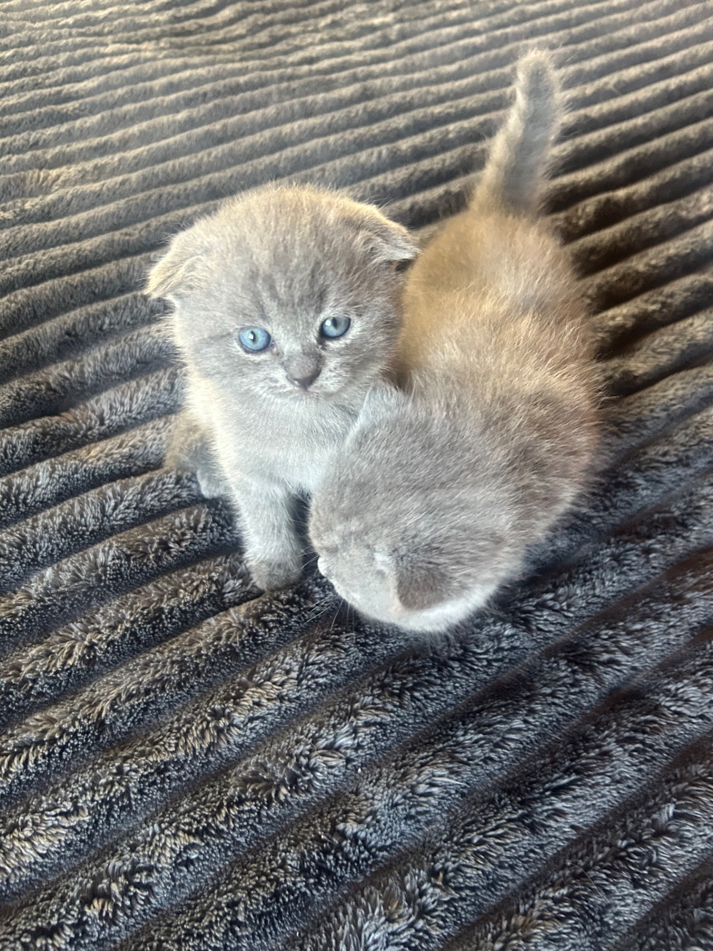 Шотландські кошенята