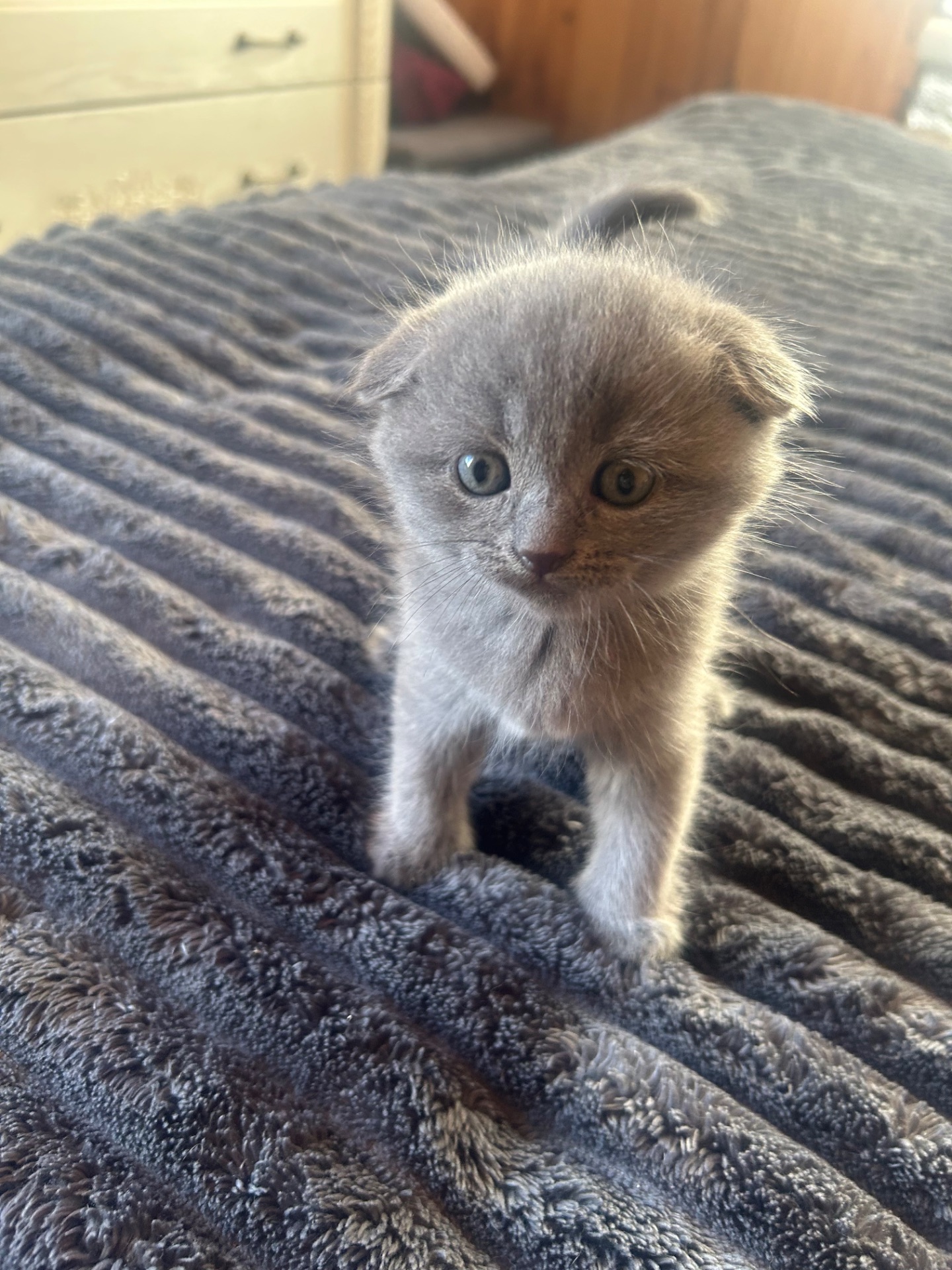 Шотландські кошенята