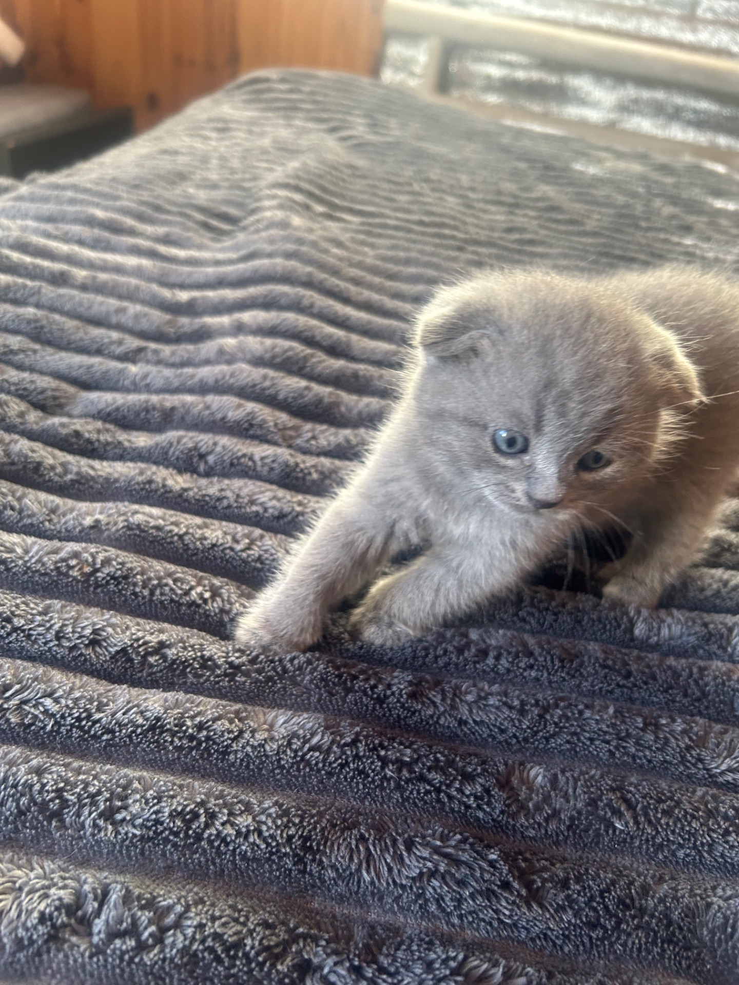 Шотландські кошенята