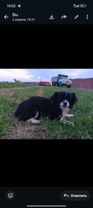 Цуценя метис пекінеса