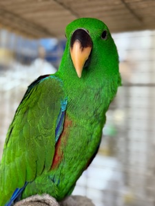 Доставка по Украине-Выкормыш Эклектус Птенец ручной