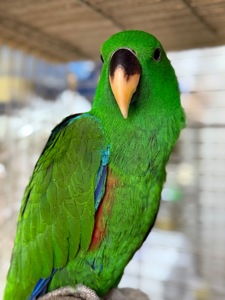 Доставка по Украине-Выкормыш Эклектус Птенец ручной