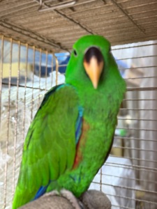 Доставка по Украине-Выкормыш Эклектус Птенец ручной