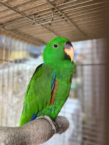 Доставка по Украине-Выкормыш Эклектус Птенец ручной