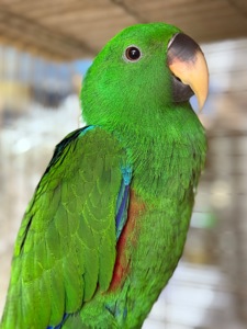 Доставка по Украине-Выкормыш Эклектус Птенец ручной