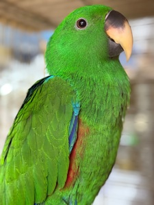 Доставка по Украине-Выкормыш Эклектус Птенец ручной