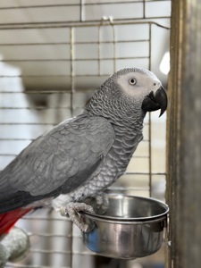 Самка попугая Жако окольцована