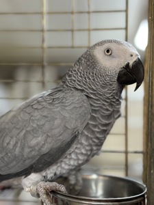 Самка попугая Жако окольцована