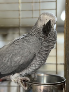 Самка попугая Жако окольцована