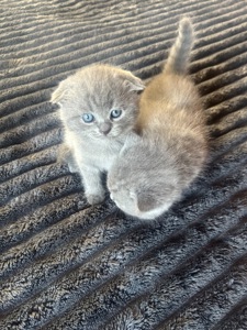 Шотландські кошенята