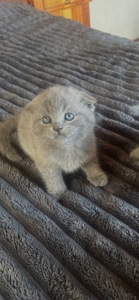 Шотландські кошенята