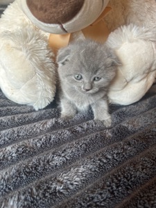 Шотландські кошенята