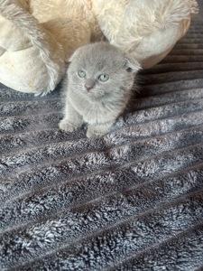 Шотландські кошенята