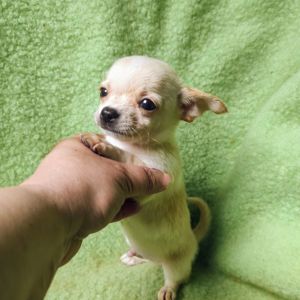 Неймовірно милий хлопчик