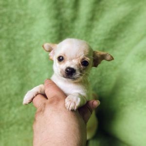 Неймовірно милий хлопчик