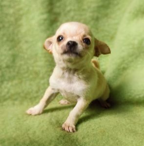 Неймовірно милий хлопчик