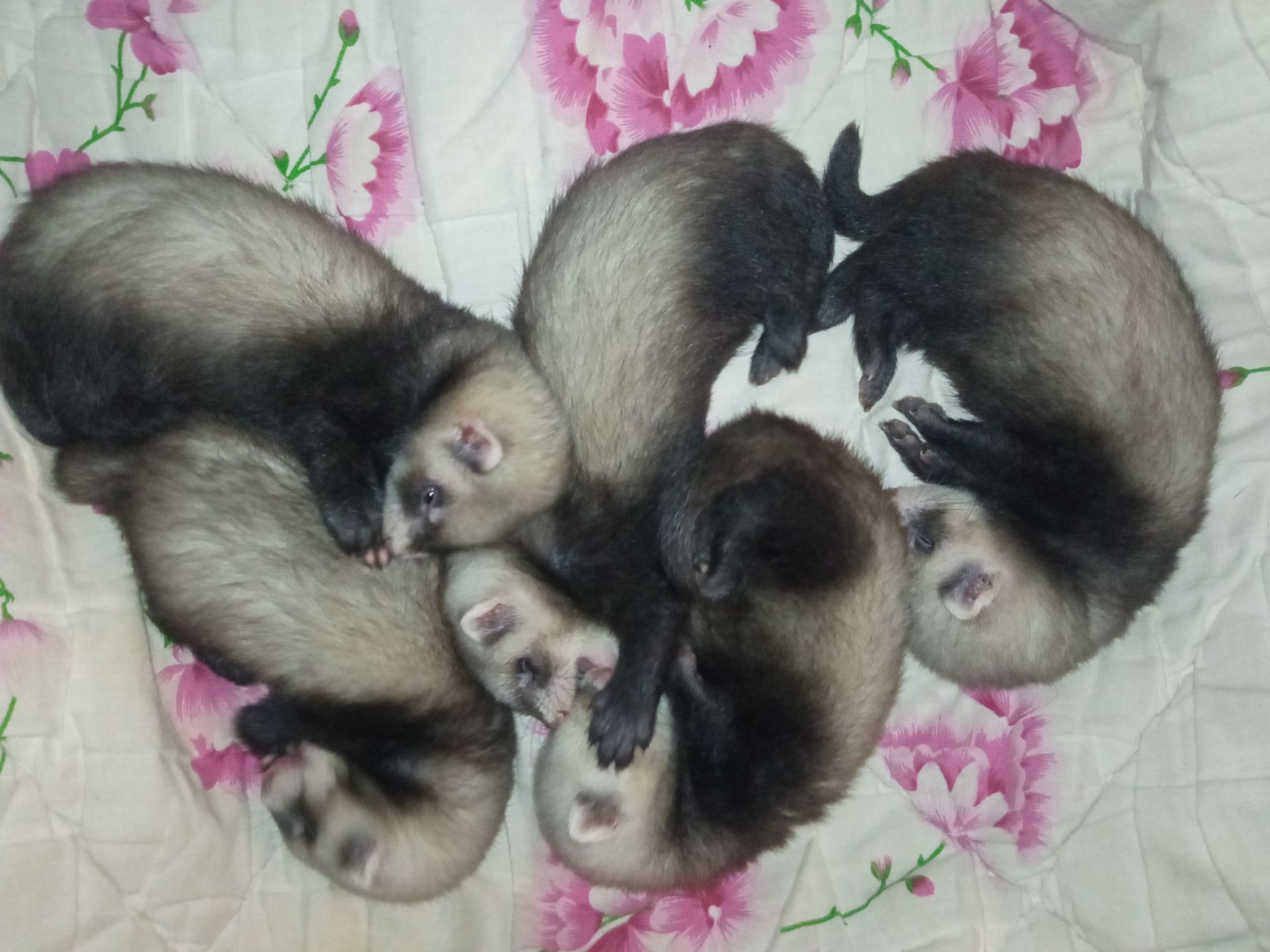 Фретка ручной хорек