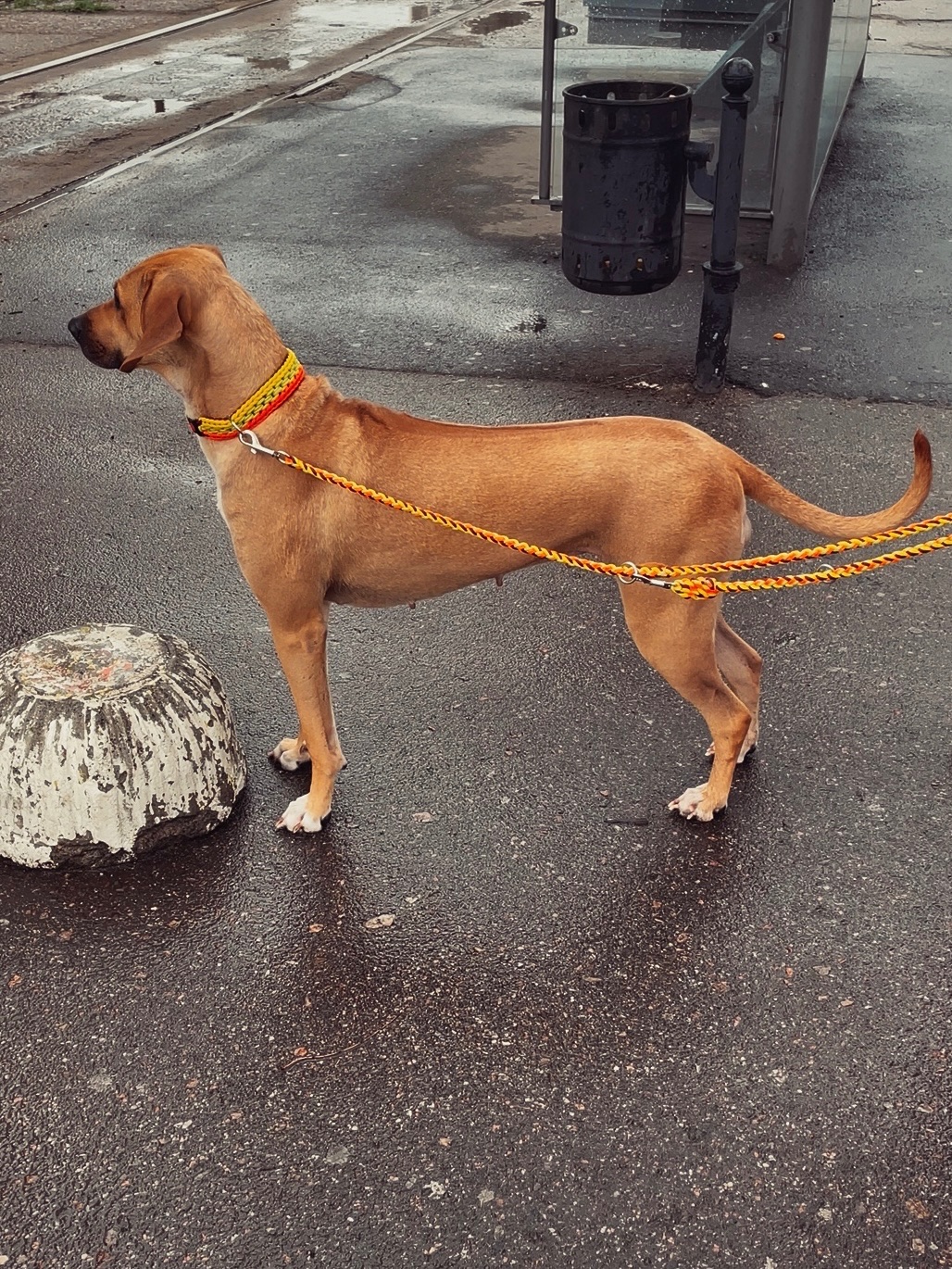 Цуценята ріджбек та лайка