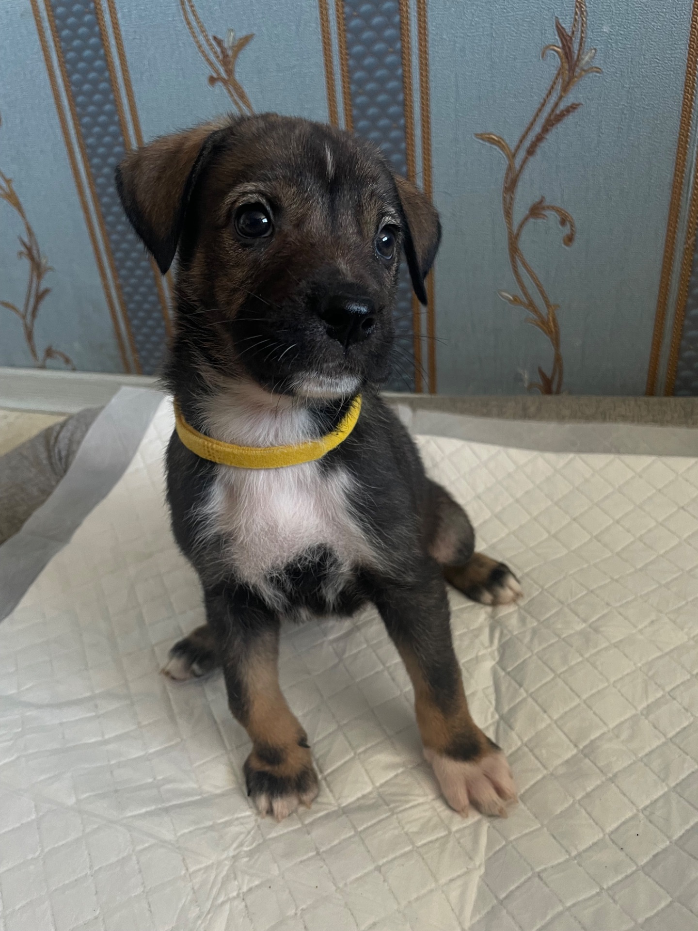 Цуценята ріджбек та лайка