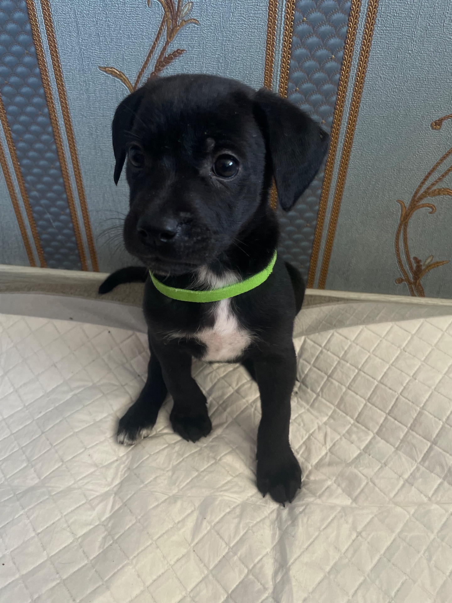 Цуценята ріджбек та лайка