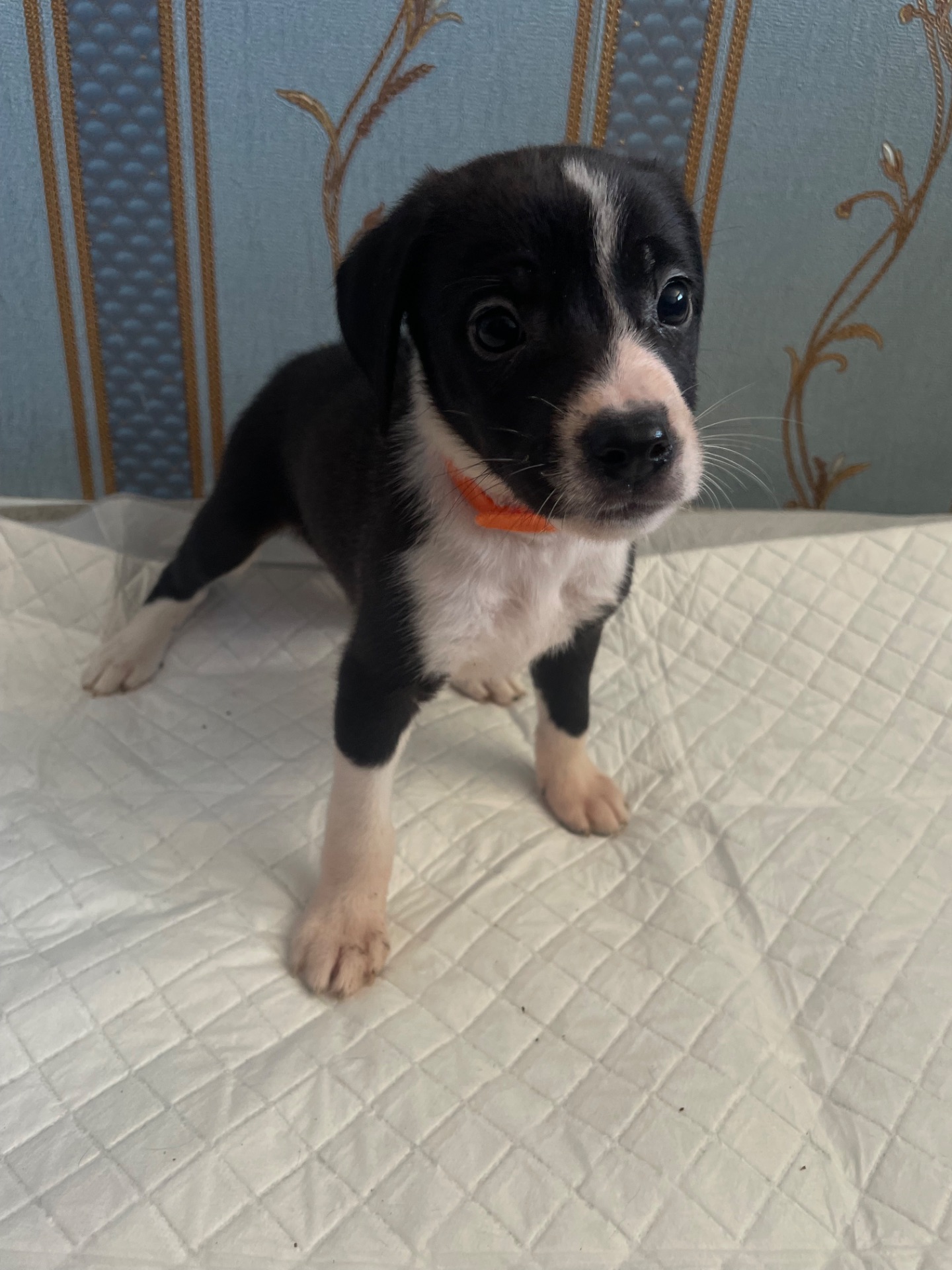 Цуценята ріджбек та лайка