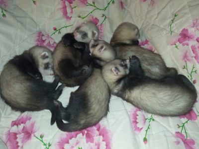 Фретка ручной хорек