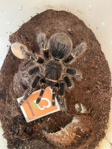 Grammostola aureostriata