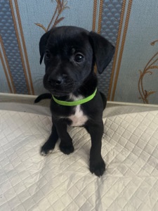 Цуценята ріджбек та лайка