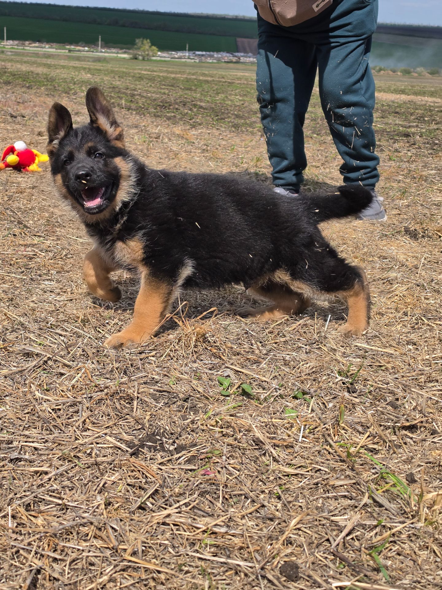Цуценя німецької вівчарки шоу