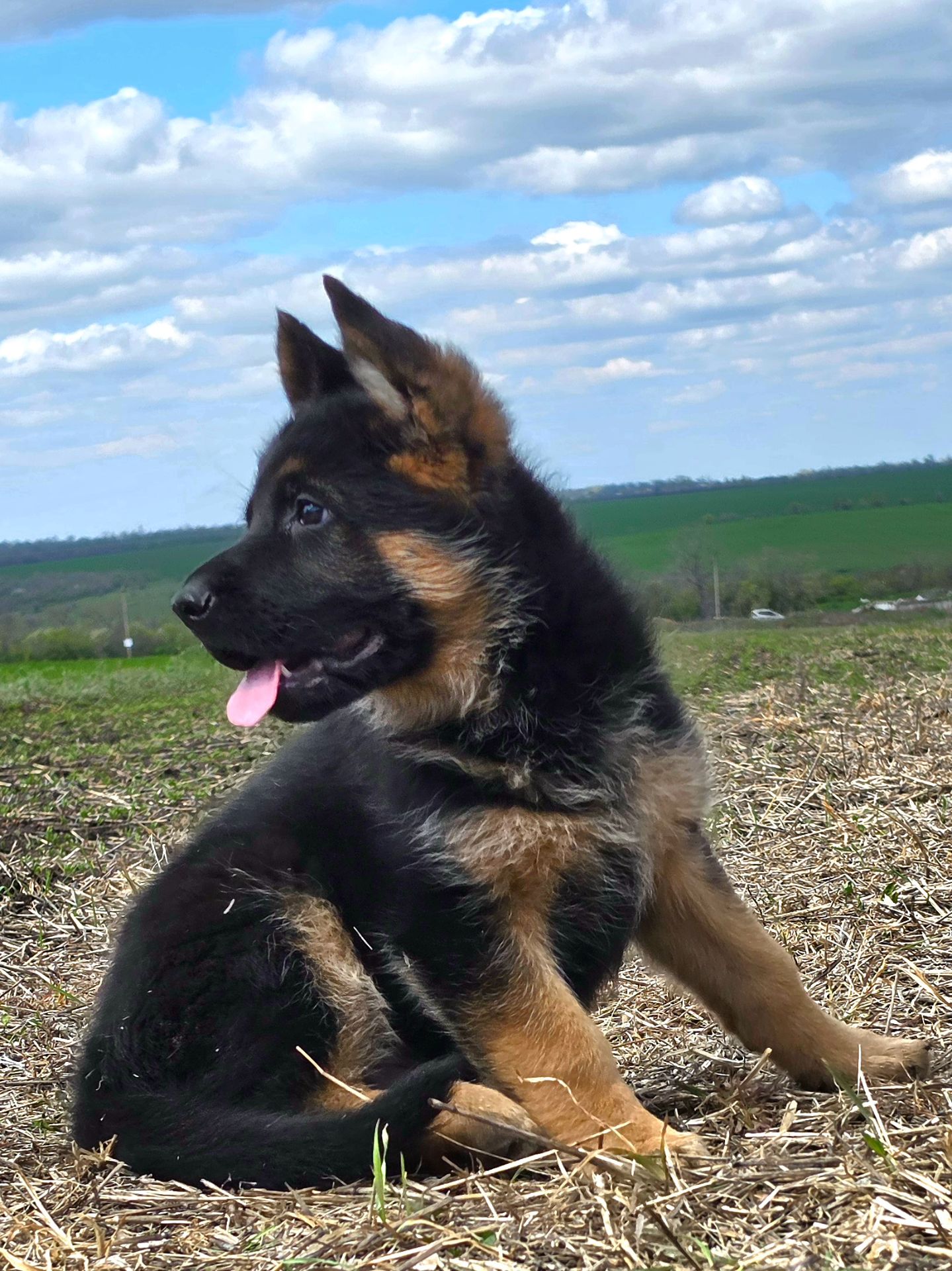 Цуценя німецької вівчарки шоу