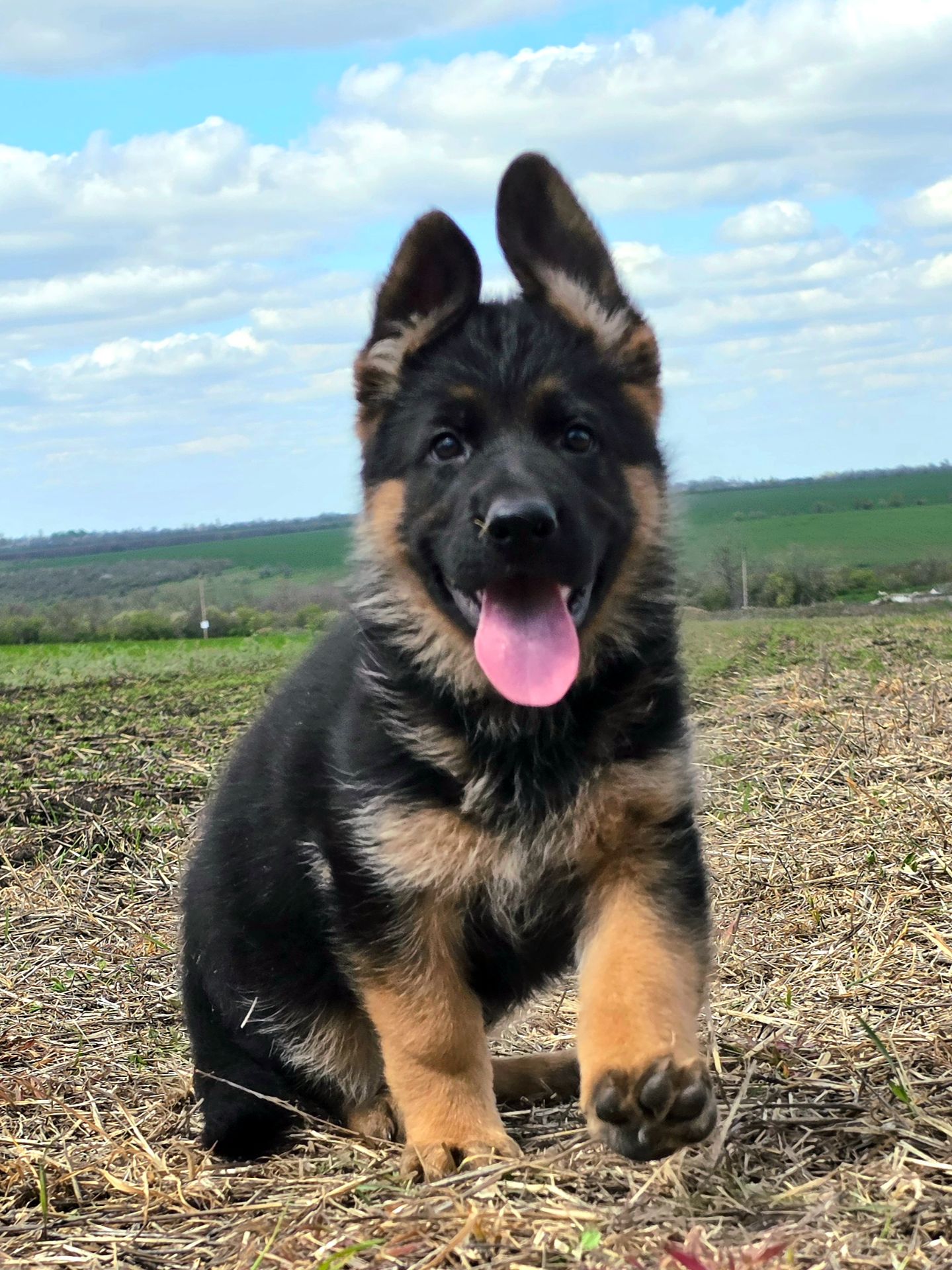 Цуценя німецької вівчарки шоу