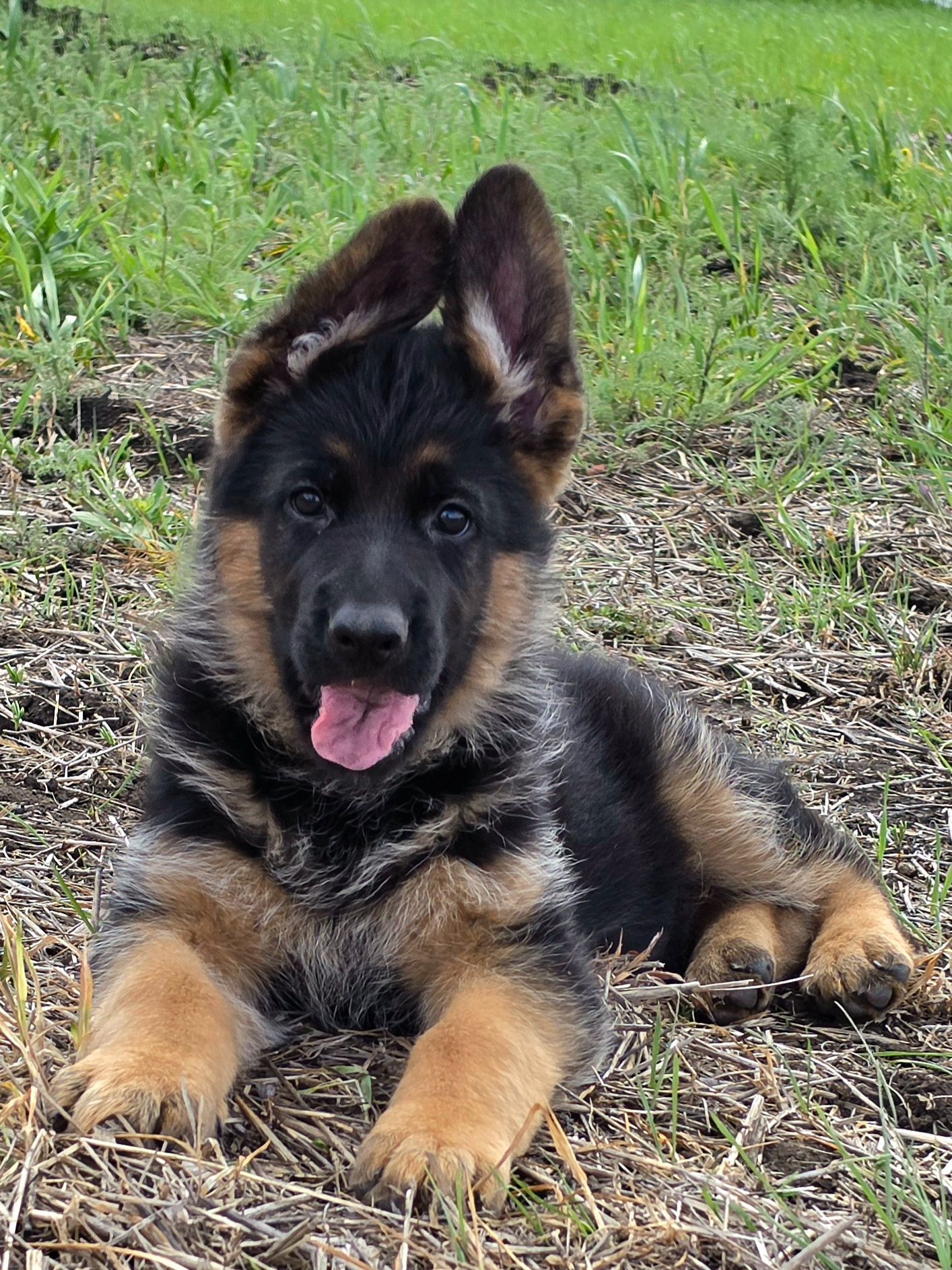 Цуценя німецької вівчарки шоу