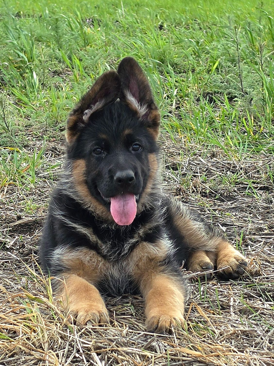 Цуценя німецької вівчарки шоу