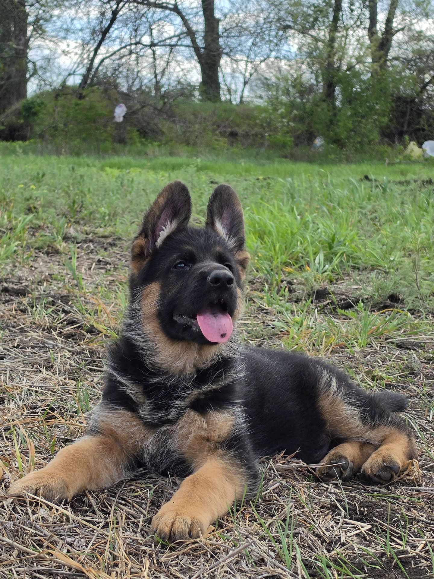 Цуценя німецької вівчарки шоу