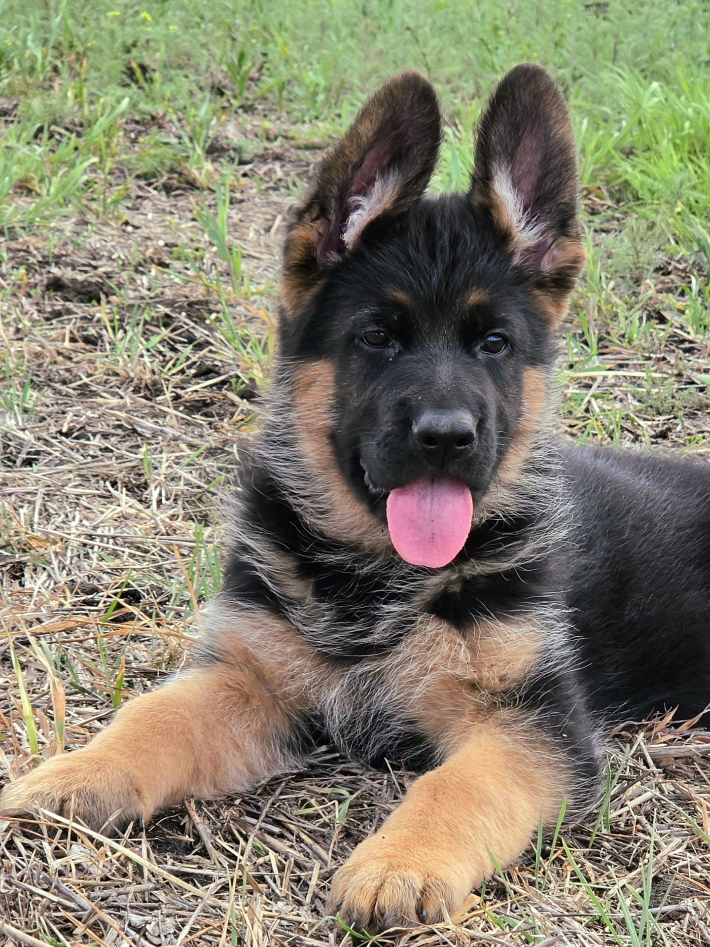 Цуценя німецької вівчарки шоу