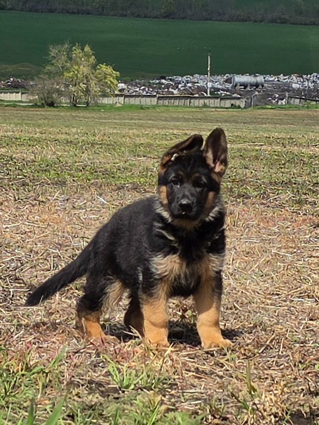 Цуценя німецької вівчарки шоу