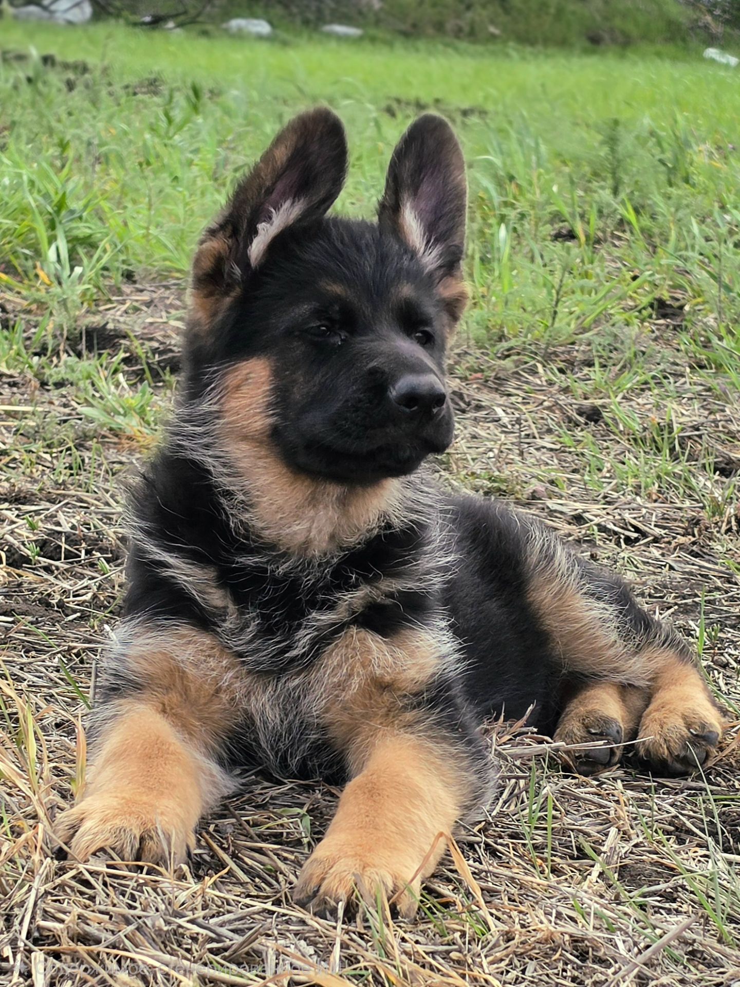 Цуценя німецької вівчарки шоу