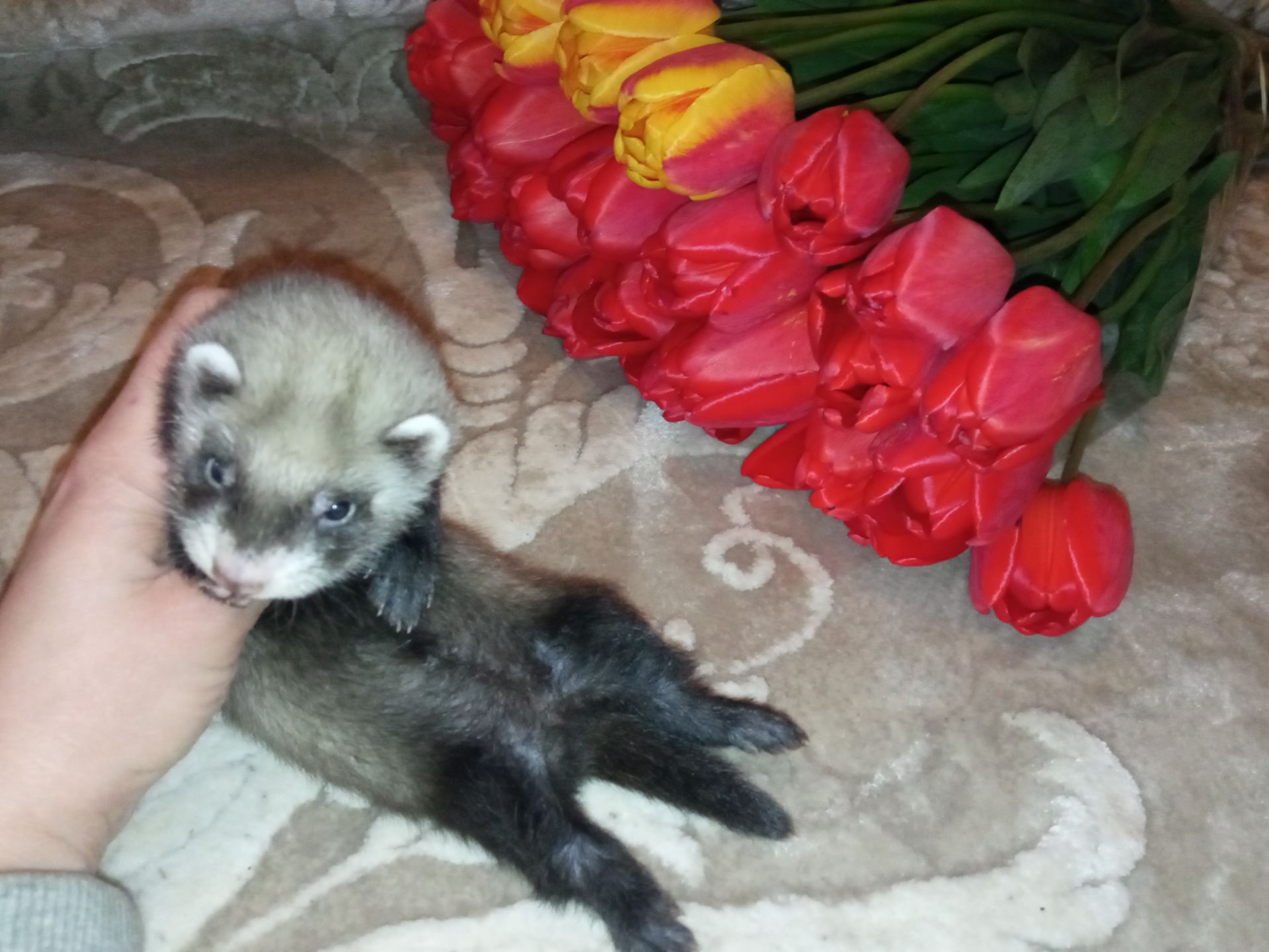 Фретка ручной хорек