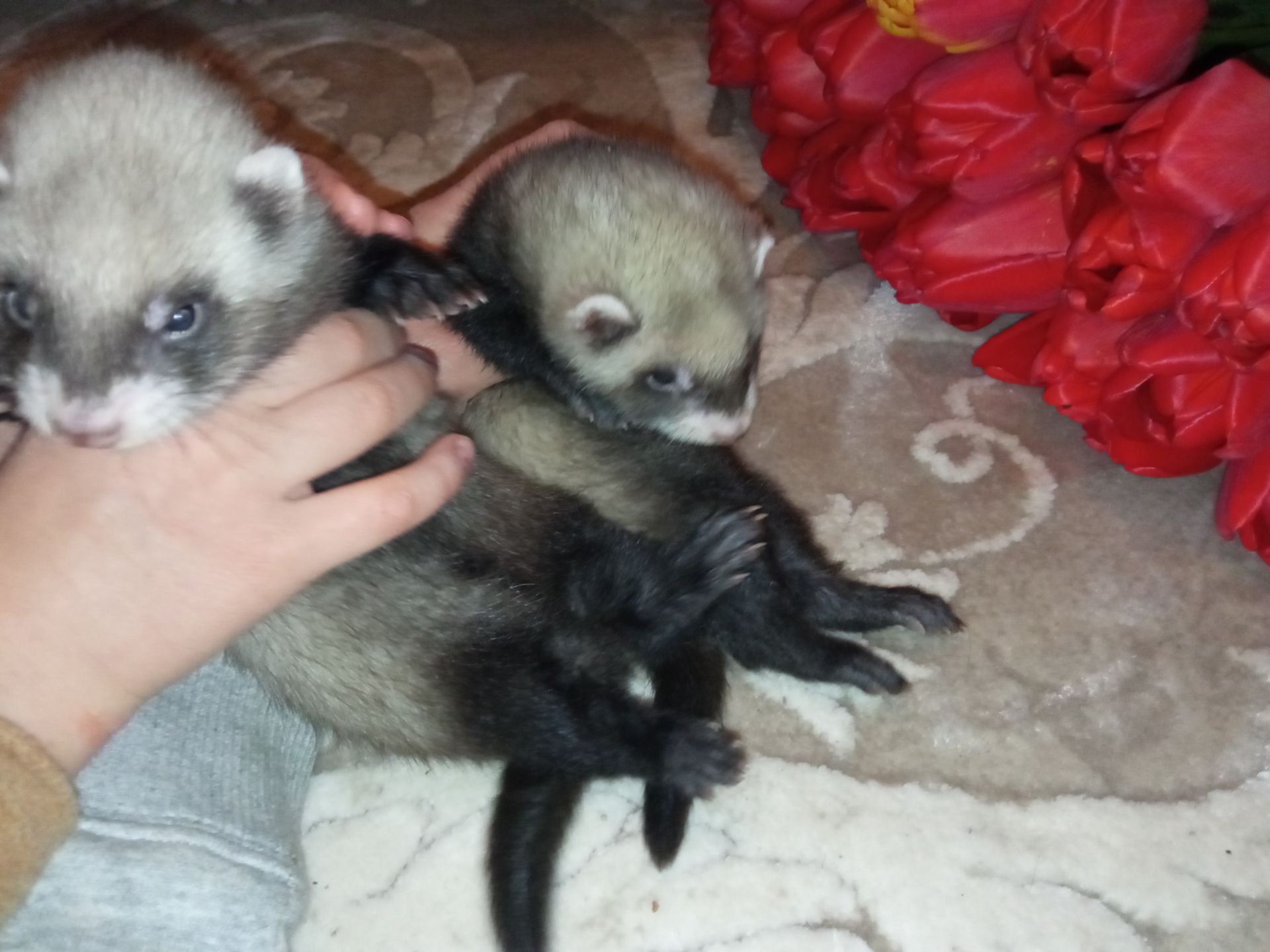 Фретка ручной хорек