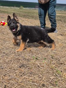 Цуценя німецької вівчарки шоу