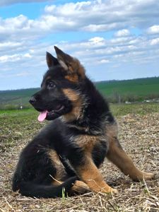 Цуценя німецької вівчарки шоу