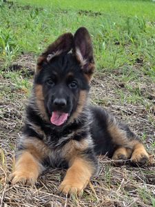 Цуценя німецької вівчарки шоу