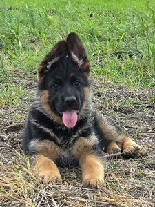 Цуценя німецької вівчарки шоу