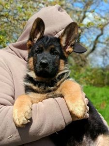 Цуценя німецької вівчарки шоу