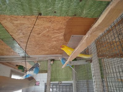 Молоді какаріки